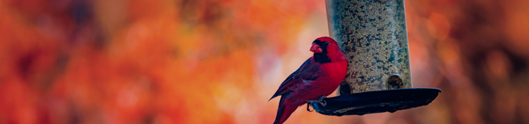 Flockr: An LTE-enabled smart bird feeder