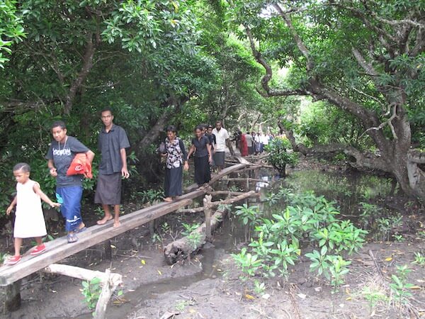Family crossing walkway above a mangrove swamp in Kadavu, Fiji
