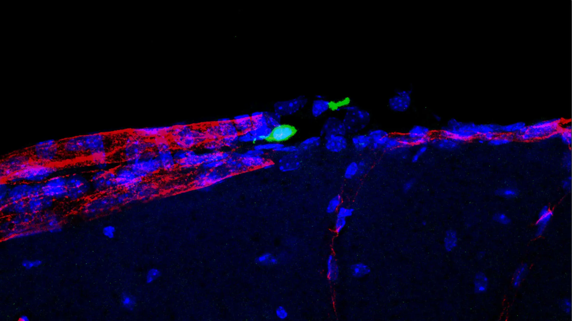 Harnessing the Brain-Body Connection to Conquer Disease