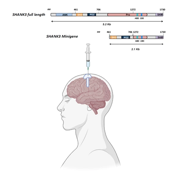 JAG201 is a a one-time infusion into the brain, injected into the lateral ventricle. As full length SHANK3 gene is too large to be packaged by the adenovirus-associated virus vector, JAG201 contains a miniaturized version of the SHANK3 gene where core functional binding sites are conserved.