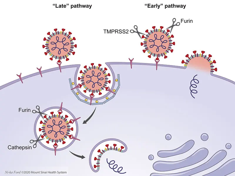 Figure 1. Cell entry pathways utilized by coronaviruses. 





