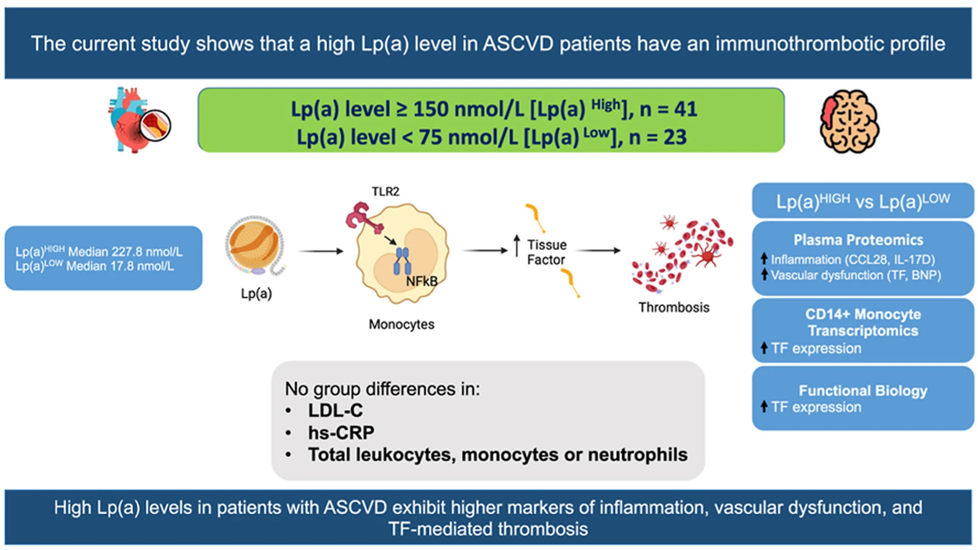 A graphic abstract of the study