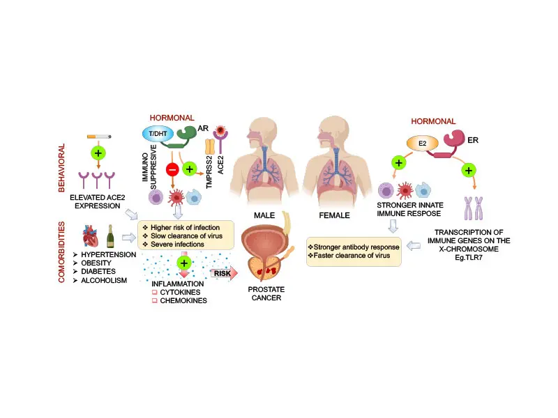 Sex differences in COVID-19. Illustration highlights potential biological (hormone signaling, immunological) and behavioral differences between males and females that contribute to sex divergence in response to SARS-CoV-2.