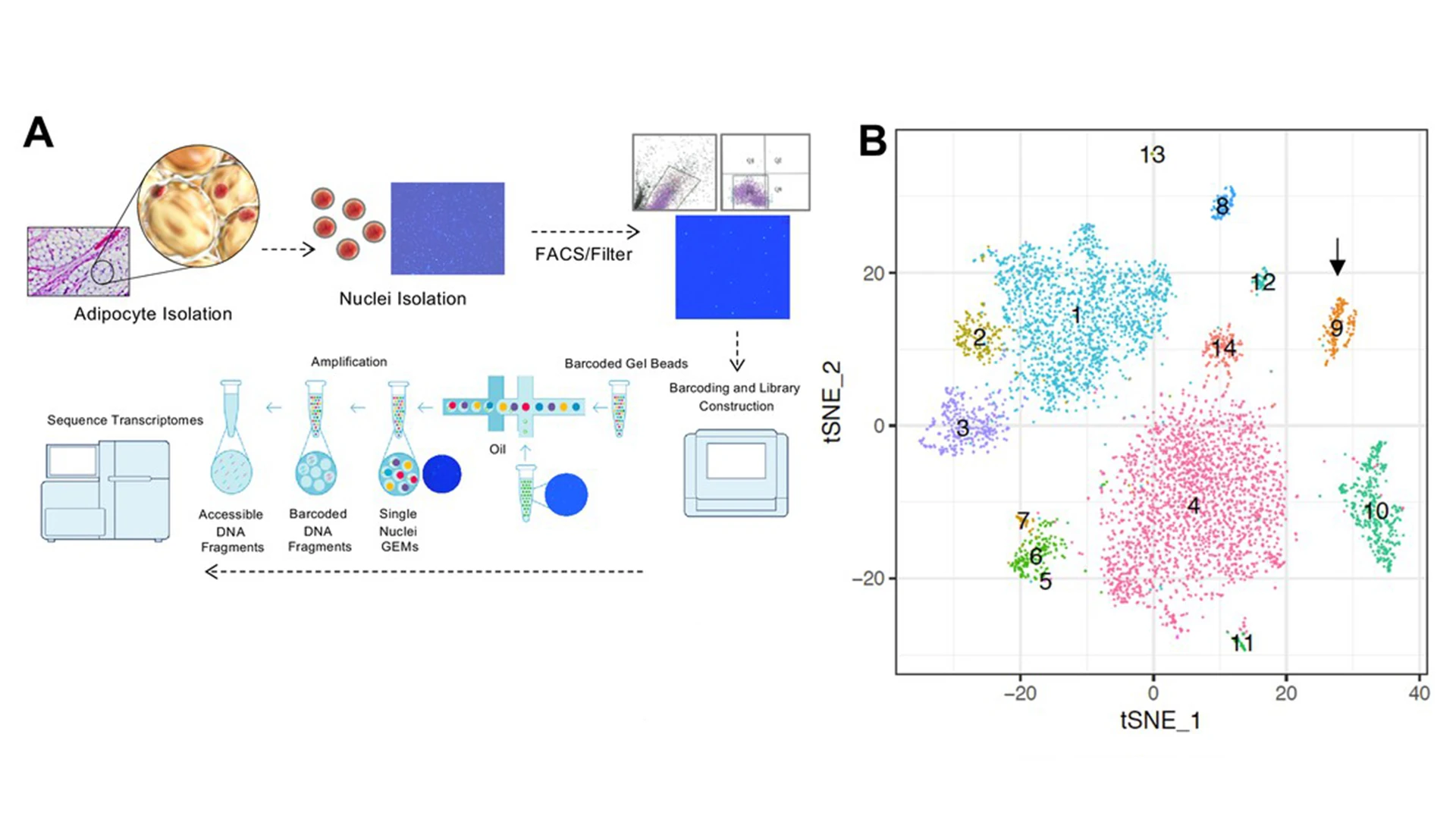 (A) Workflow showing adipocyte nuclei that underwent single nuclei microfluidic partitioning and library preparation followed by sequencing. (B) tSNE-plot showing 17 clusters from 6,000 adipocytes derived from tissues of mice. Each colored dot is an adipocyte assigned to a cluster based on transcriptomic signature. 