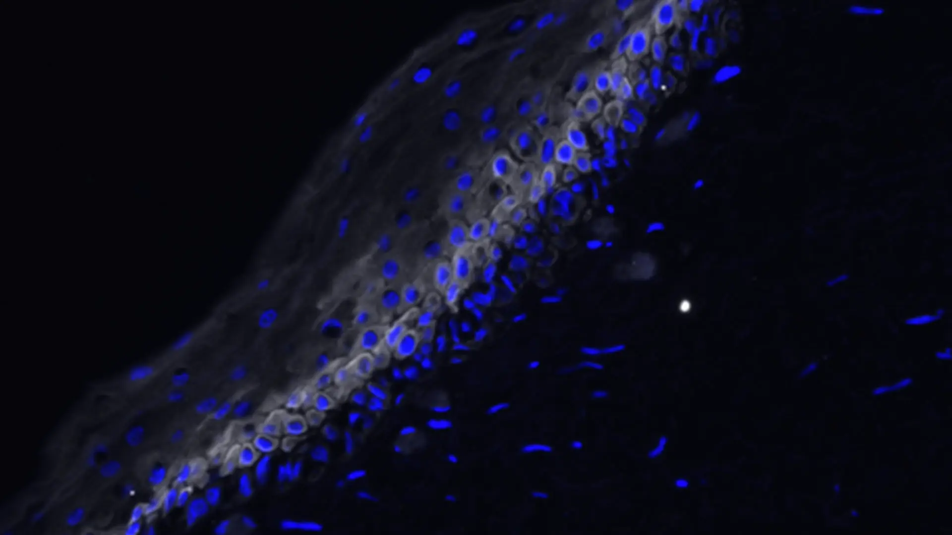 Mapping the Human Vocal Folds in High Resolution