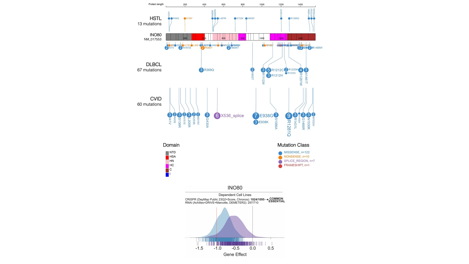 The research team is focusing on INO80 mutations as not much is known about the gene's role on immune cell dysfunction and cancer pathogenesis. The mutations are predicted to result in partial loss of function of the INO80c complex, and the complex is thought of as essential for cell survival. The distinct INO80 mutations are a mixture of missense and nonsense mutations, with a small percentage of splice site mutations, some of which are predicted to result in terminally truncated proteins, seen in the figure. Although not identical, INO80 mutations in DLBCL, HSTL, and CVID overlap in distribution and pattern.