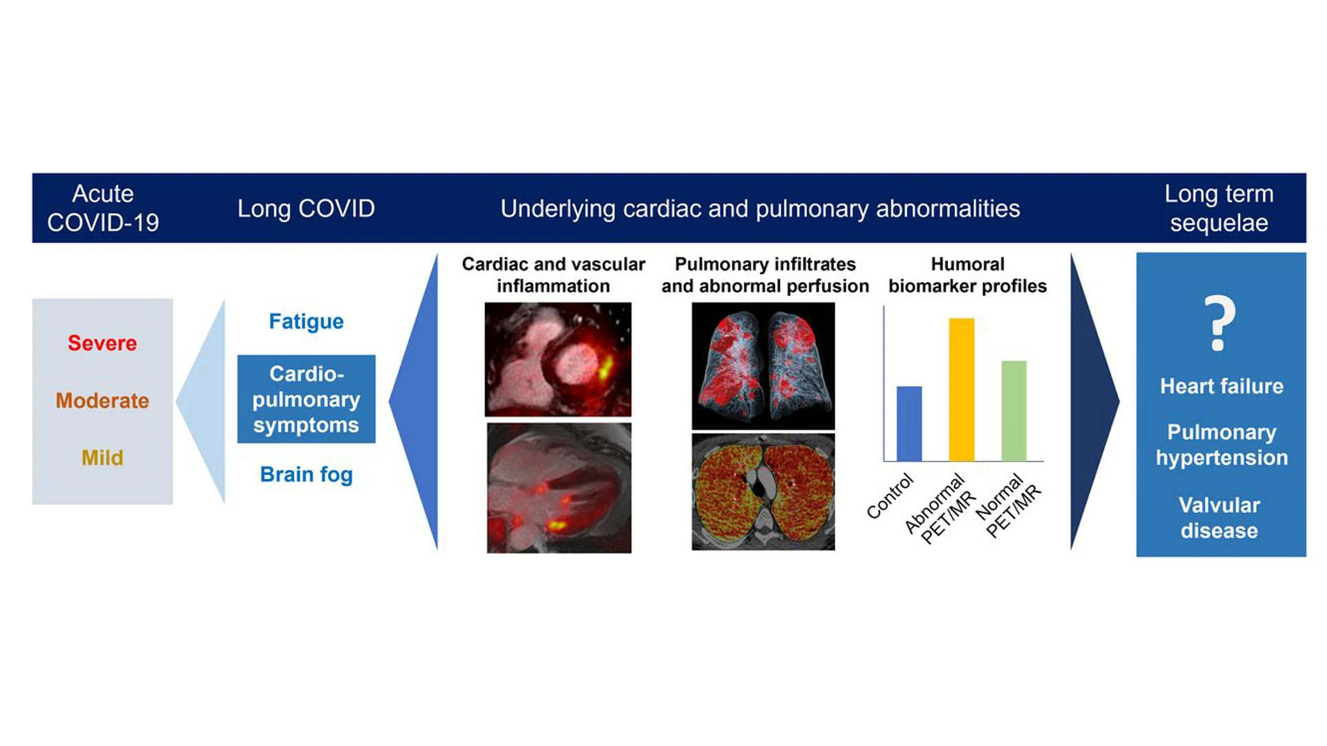 A graphic abstract of the study.