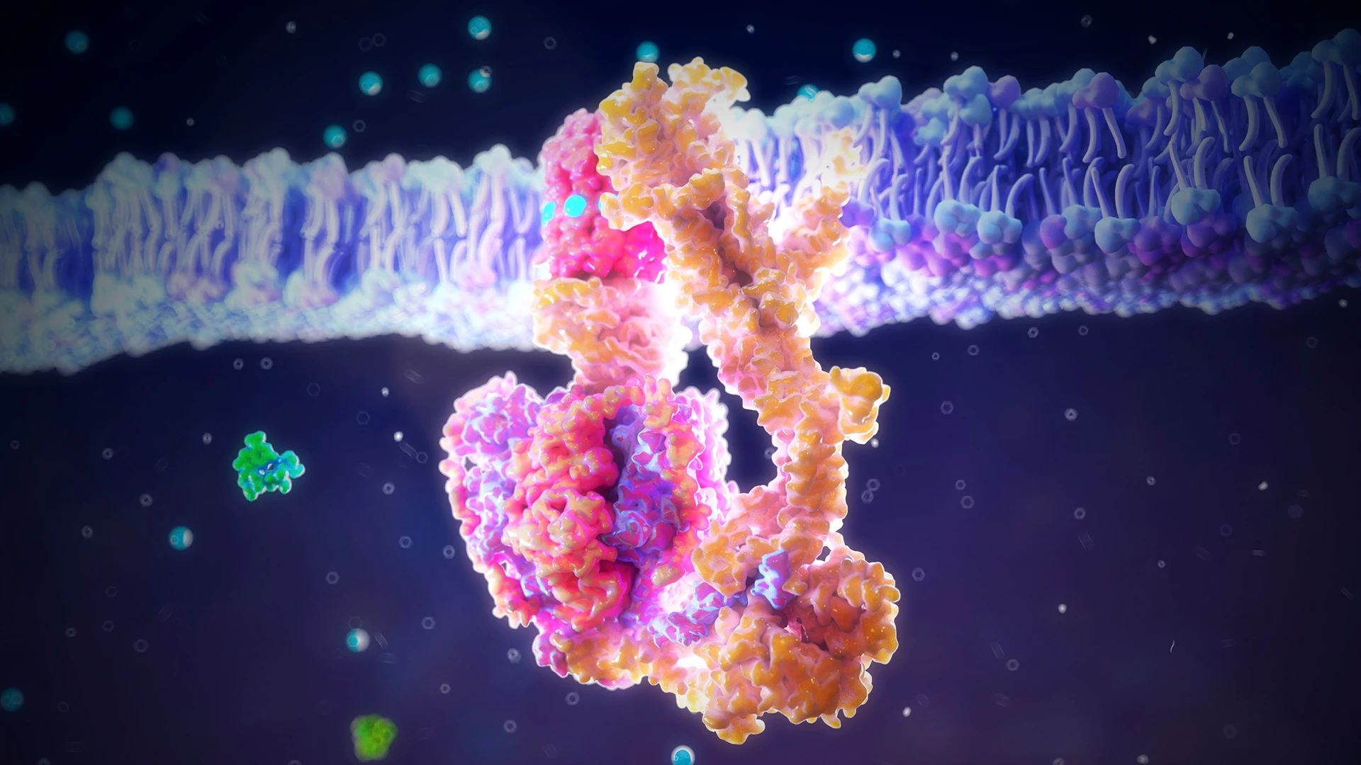 Improvements in cell function via increased enzymatic activity at two separate sites on cytochrome c oxidase (CuA and CuB) help drive the production of the proton gradient required by ATP synthase to produce energy. By restoring the production of energy and signaling molecules, a secondary effect is triggered that sustains improved cell function.