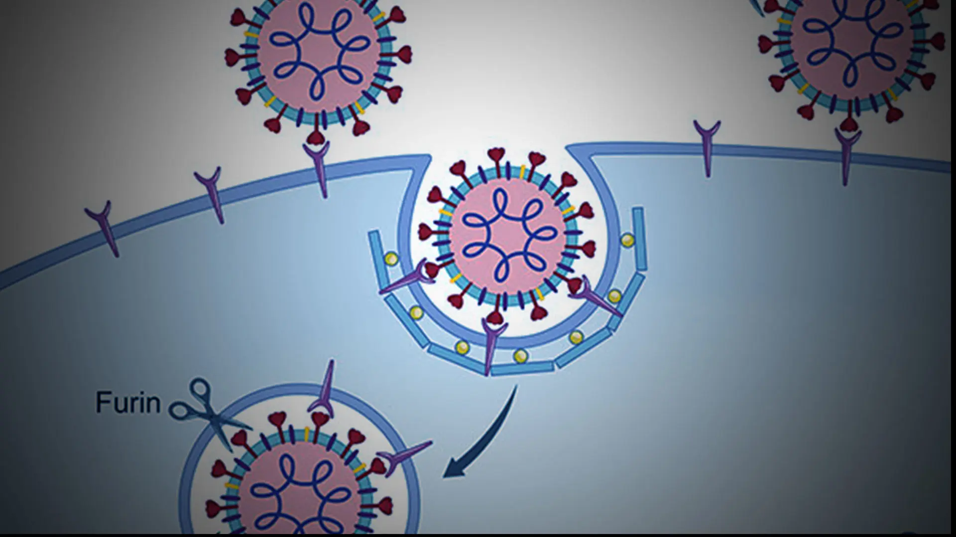 Coronavirus and the Central Nervous System: A Published Review 