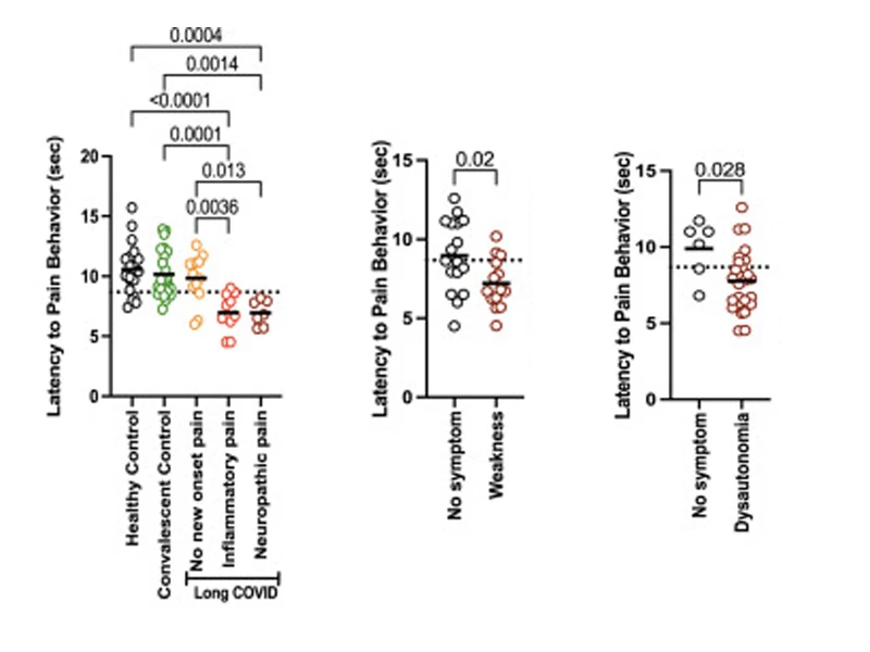 Mice receiving IgG from those diagnosed with chronic pain displayed enhanced pain sensitivity at the hot plate test, with 85% of the mice with the pain phenotype having received IgG from participants with Long COVID who self-reported new-onset pain since their Long COVID diagnosis (left). Additionally, 55% of the mice who received IgG from patients who reported weakness, and 90% of mice who received IgG from patients who reported dysautonomia scored positive for pain (middle and right).