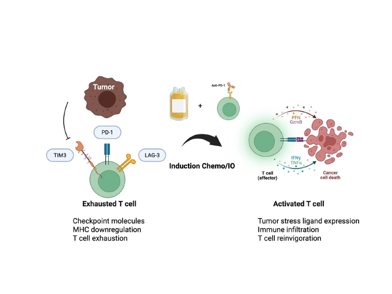 Visual representation of the tumor interacting with T cells after induction chemoimmunotherapy.