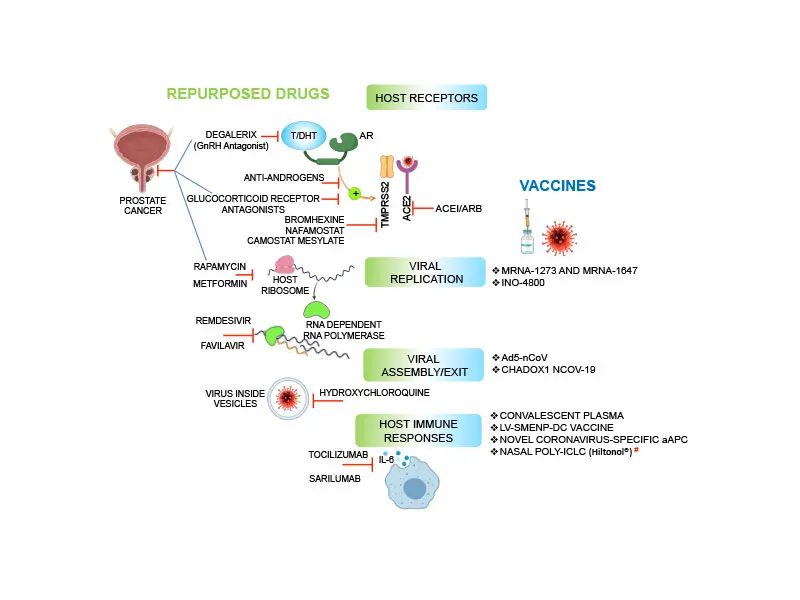 Major drugs and vaccines for COVID-19.Illustration summarizes potential drugs and vaccines for COVID-19 that target either host receptors, viral replication, virus assembly, or host immune response.