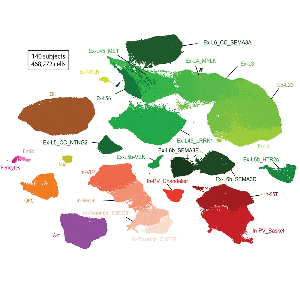 From 140 subjects, the team achieved 468,727 transcriptomes, including 206,014 nuclei from individuals with schizophrenia and 262,713 from healthy individuals. In this plot of putative cell types, green and red clusters represent excitatory and inhibitory subtypes of neurons, respectively, with darker shades indicating an association with deeper cortical layers.