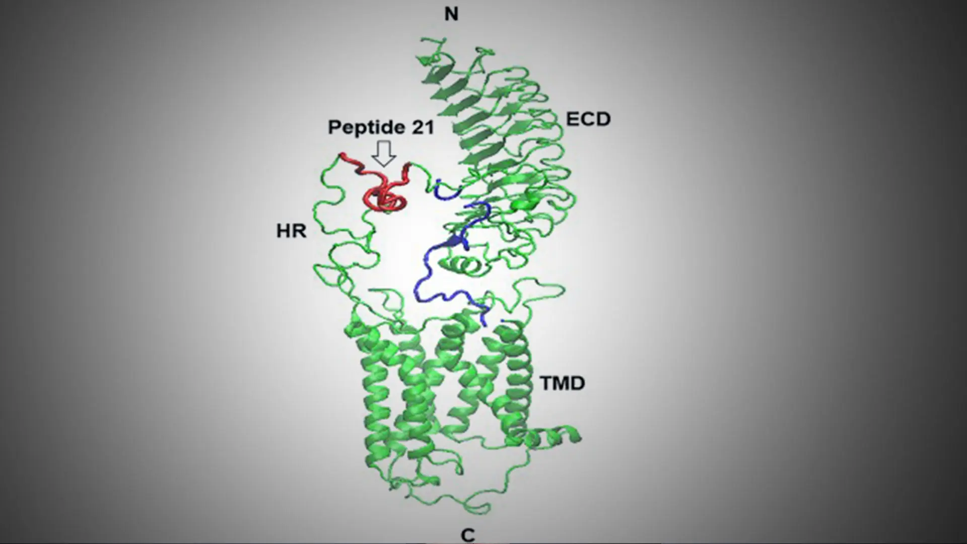 Mount Sinai Lab Paves the Way for a New Era of Therapeutic Solutions for Thyroid Disease