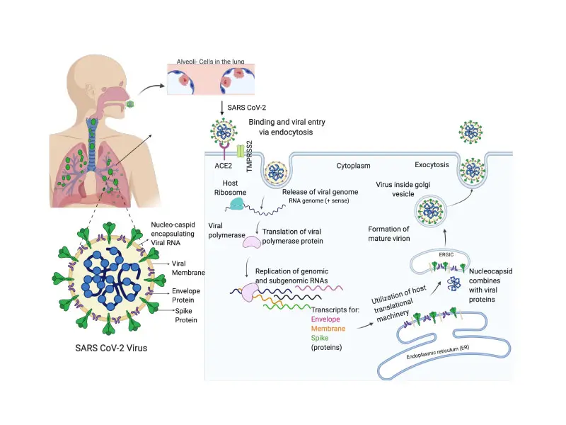 Molecular drivers of SARS-CoV-2 productive infection

