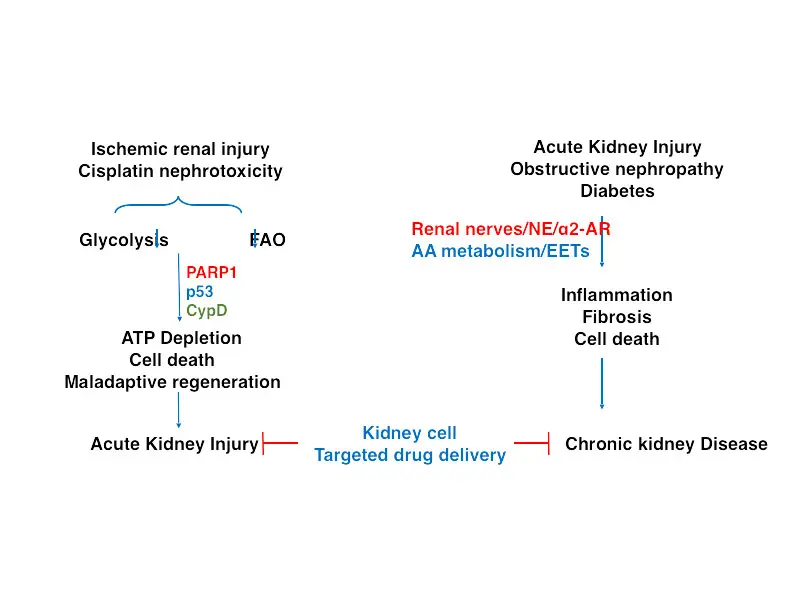 Ischemic renal injury (IRI) and cisplatin nephrotoxicity (CN) are major causes of acute kidney injury (AKI).  