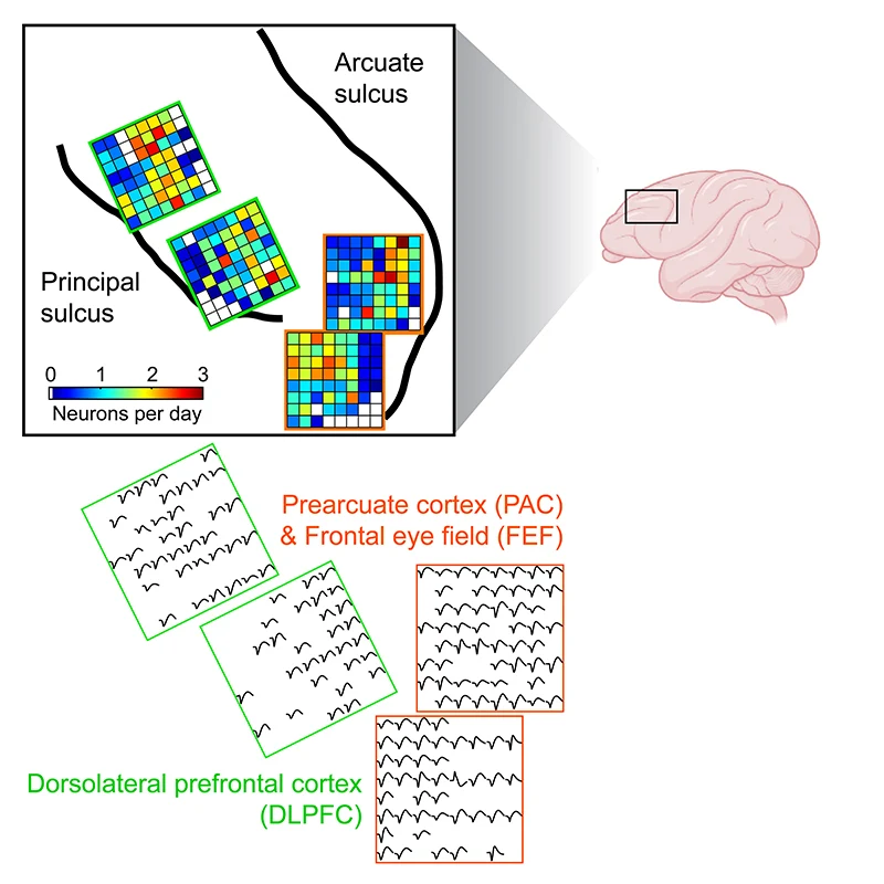 Figure 1. High-density neuronal recordings from macaque dorsolateral prefrontal cortex. Credit: Erin Rich, PhD, and Feng-Kuei Chiang, PhD 