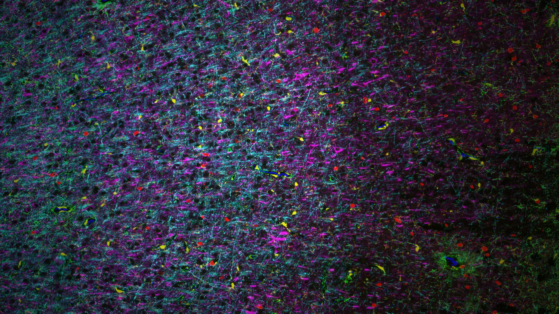 The Friedman Brain Institute Spring 2026