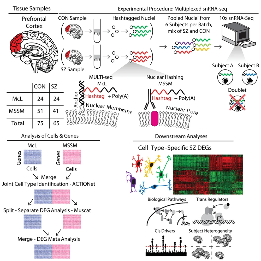 The study involved single-nucleus RNA sequencing of postmortem prefrontal cortex tissue samples from the Icahn School of Medicine at Mount Sinai and McLean Hospital in Massachusetts. The study pooled cases and controls to increase number of cells captured, and performed downstream analyses of biological pathways, cis- and trans-regulatory factors related to cell type–specific schizophrenia differentially expressed genes.