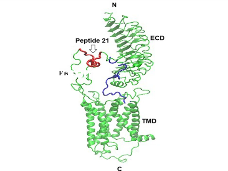 A model of the TSH receptor indicating the immunization peptide 21. HR = hinge region; ECD = extracellular domain; TMD = transmembrane domain; N and C = terminal regions