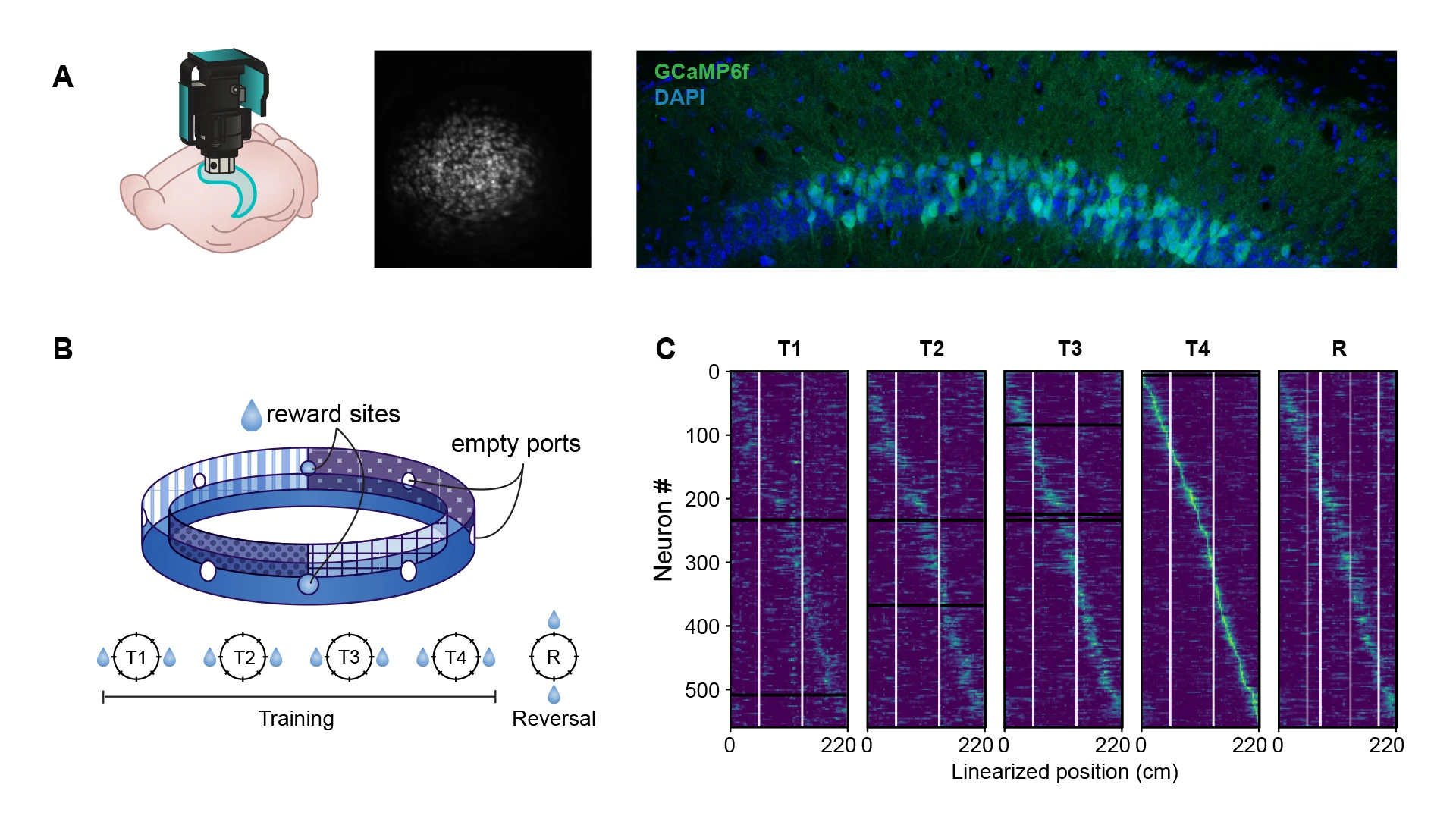 Figure 1. Technologies such as Miniscope calcium imaging allow real-time observation of neuronal ensembles (A) while mice perform behavioral tasks (B), tracking the encoding of spatial memory across sessions (C).