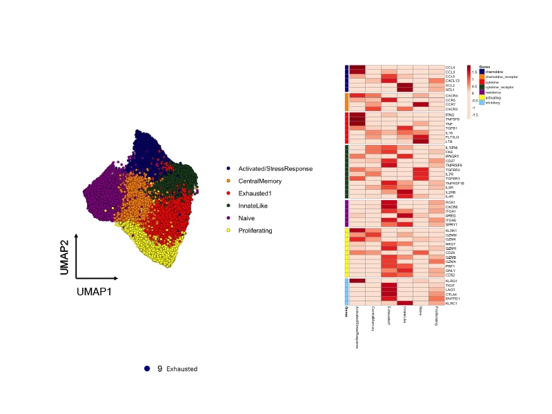 Functional subtypes of CD8 T cells present in immunotherapy-treated head and neck tumors and differences in genes relevant for function/therapeutics among those subtypes.