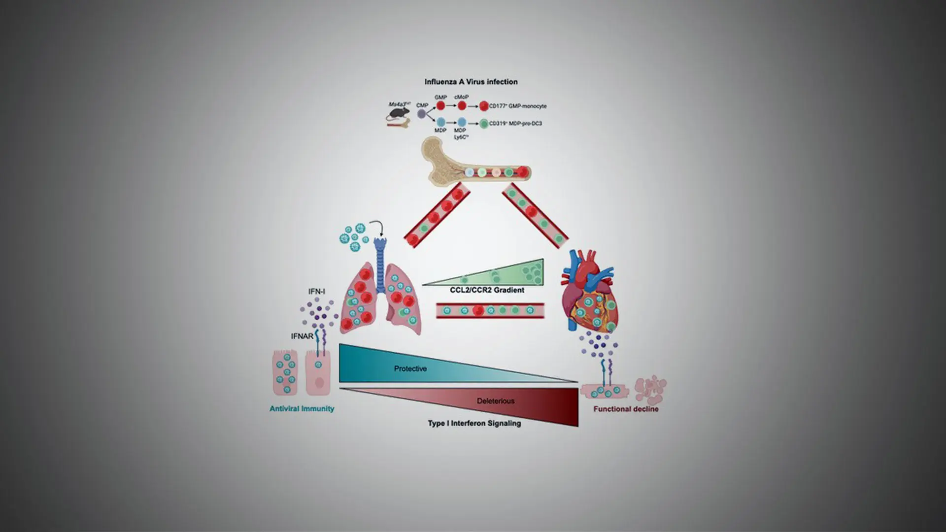 Study Uncovers a Mechanism Linking Influenza and Heart Disease