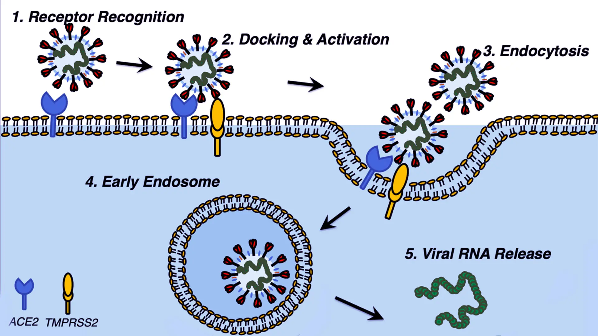 

 Molecular pathway of SARS-CoV-2 activation in host cells. Illustration credit: Navneet Dogra, PhD 












