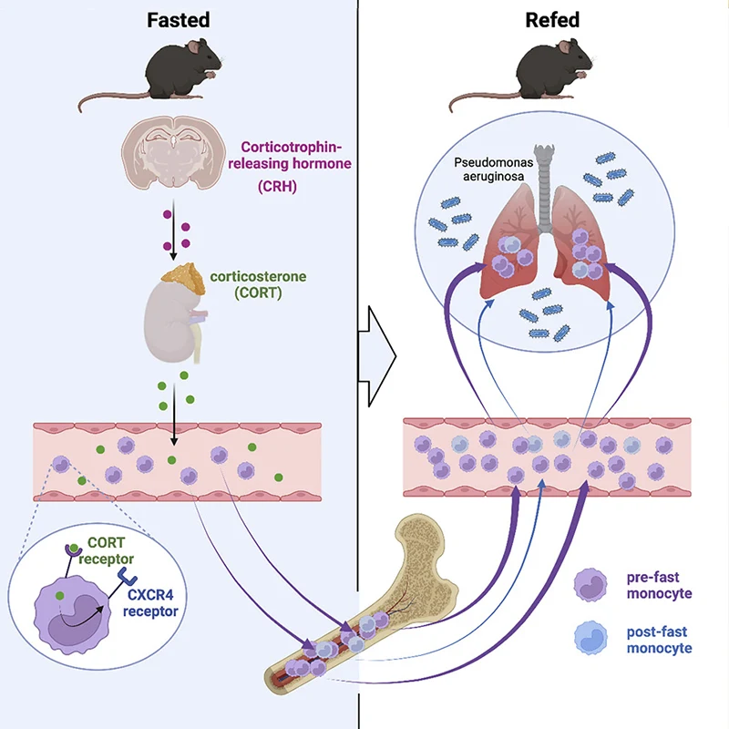 During fasting, a specific region in the brain controls redistribution of monocytes in the blood, with consequences on the response to infection upon refeeding.