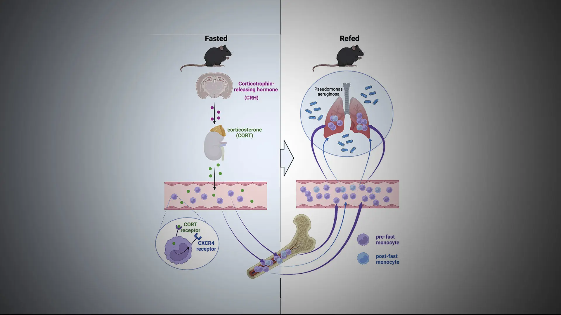 Study Shows Fasting Can Trigger a Negative Effect on Monocytes and Inflammation in Mouse Models