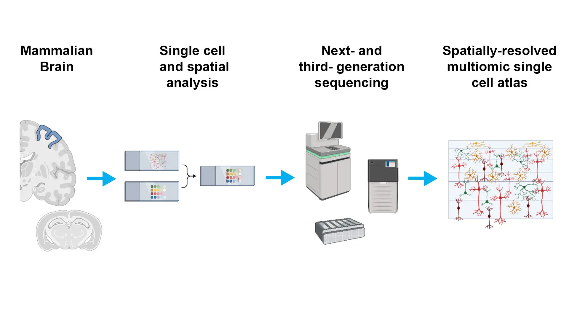 Figure 1. The combination of next-generation sequencing and single-cell analyses is revolutionizing our ability to perform multiomic profiling with single-cell spatial resolution, providing an unprecedented level of insight into the complex biology of the mammalian (especially human) brain. These technologies hold enormous promise for advancing our understanding of human health and disease, and they are likely to continue to be a driving force in neuroscience research for years to come.