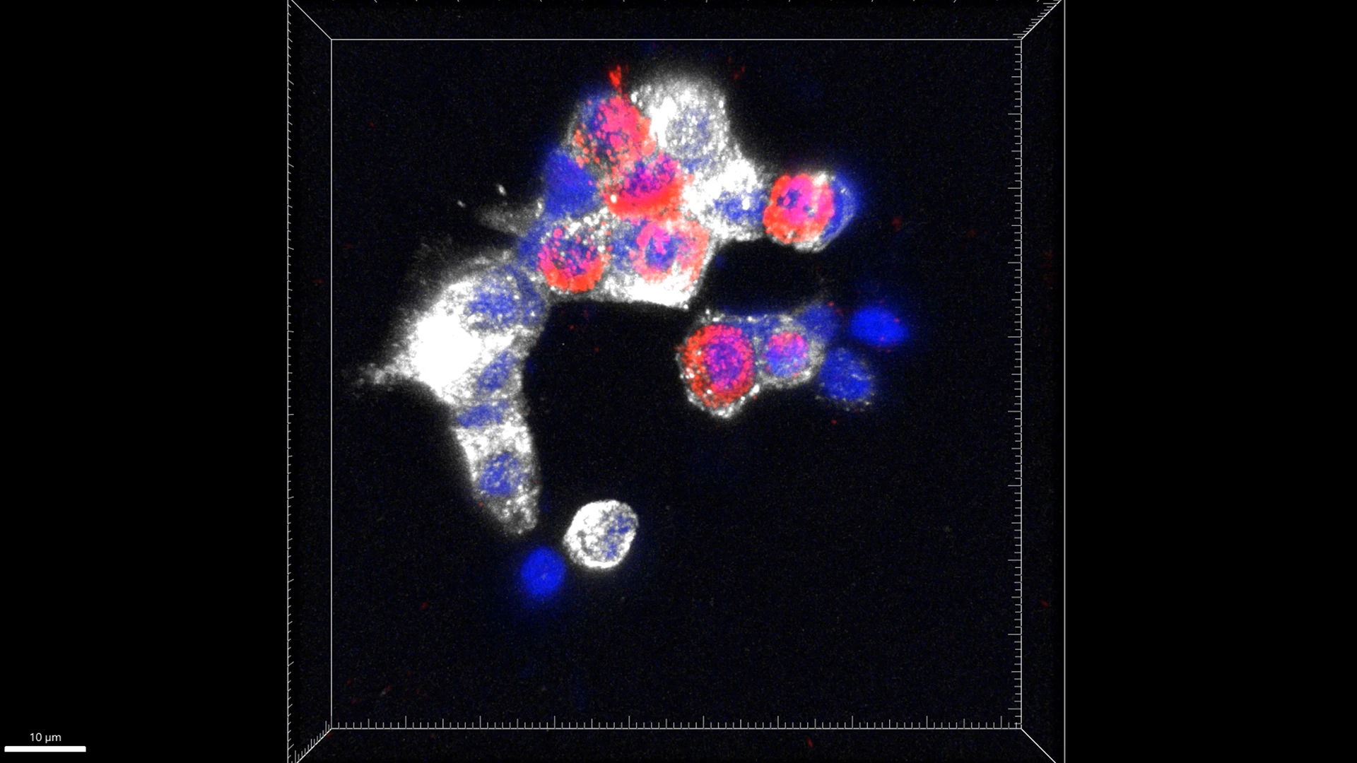 Depiction of clear colocalization of C-peptide and glucagon in human islets treated with harmine plus GLP-1.