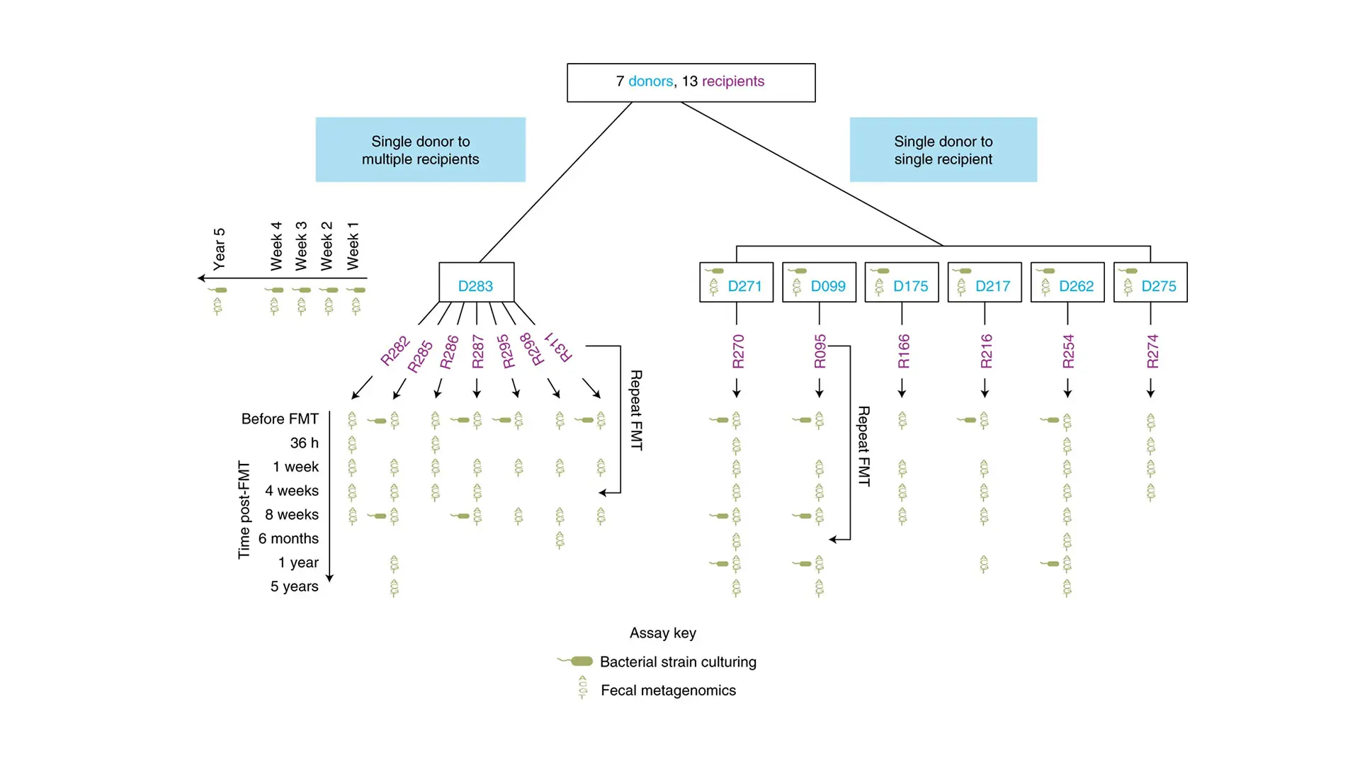 Overview of the FMT study design including donors, recipients, and time points when metagenomic sequencing and bacterial strain culturing were performed on fecal samples