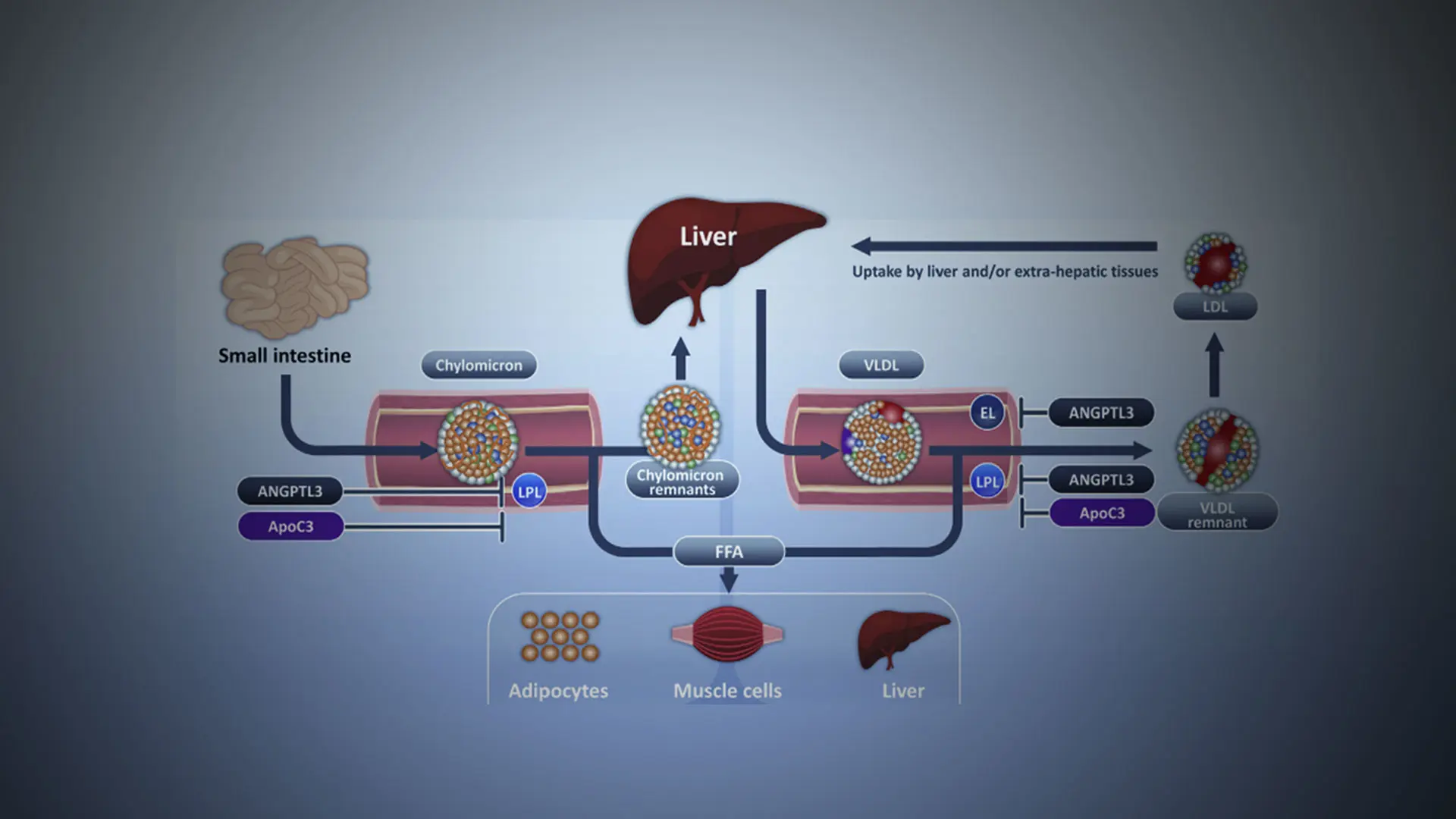 Research Advances a Promising Pathway of Treatment for Patients With Severe Hypercholesterolemia