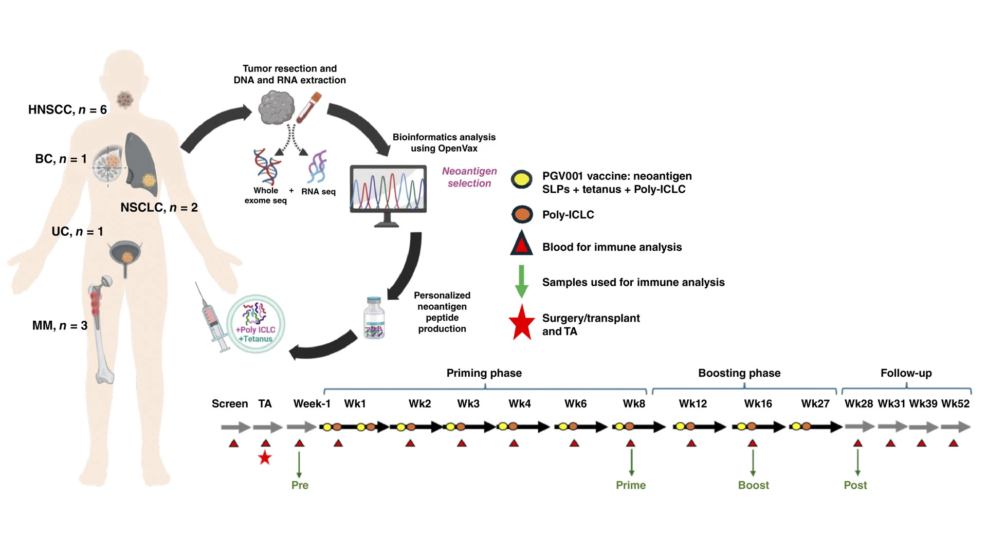 The schematic above demonstrates the phase 1 trial of PGV001, a basket trial with different cancer types and a number of patients with each type: head and neck squamous cell carcinoma (6), multiple myeloma (3), non-small cell lung cancer (2), breast cancer (1), and urothelial cancer (1). Participants had their tumors resected, sequenced, and developed into a personalized cancer vaccine. They were then treated with the vaccine and followed up—up to 52 weeks—for safety, as well as T-cell and B-cell responses.