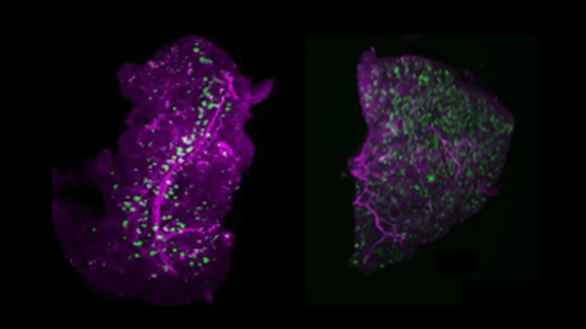 Endocrinology, Diabetes and Bone Disease 2026