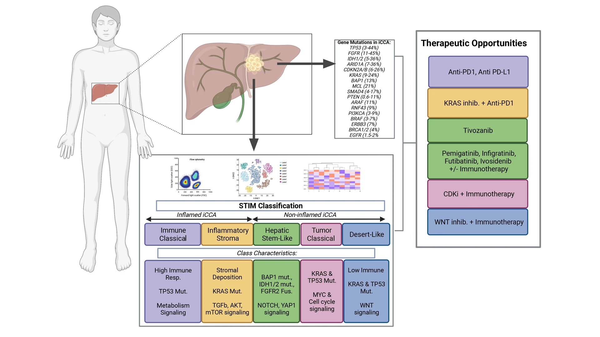 A schematic of the gene mutations that could occur in intrahepatic cholangiocarcinoma, the different tumor classifications, and potential therapeutic options.