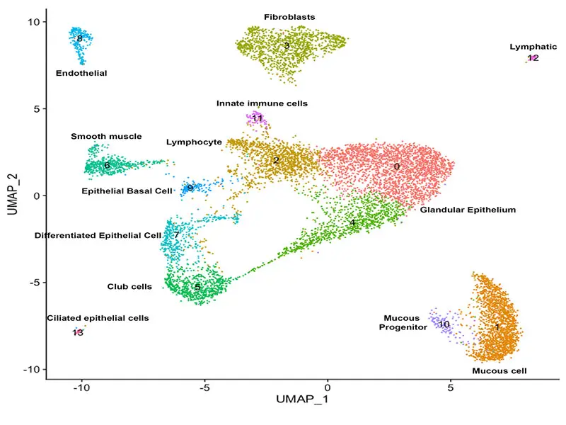 Single-cell RNA sequencing of human vocal folds. Uniform manifold approximation and projection (UMAP) plot of human vocal fold clusters. 








