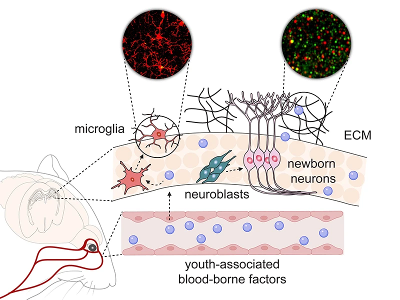 Figure. Youth-associated blood-borne proteins, including TIMP2, act on diverse cellular and molecular targets within the hippocampus to support synaptic integrity, adult neurogenesis, and microglial function.