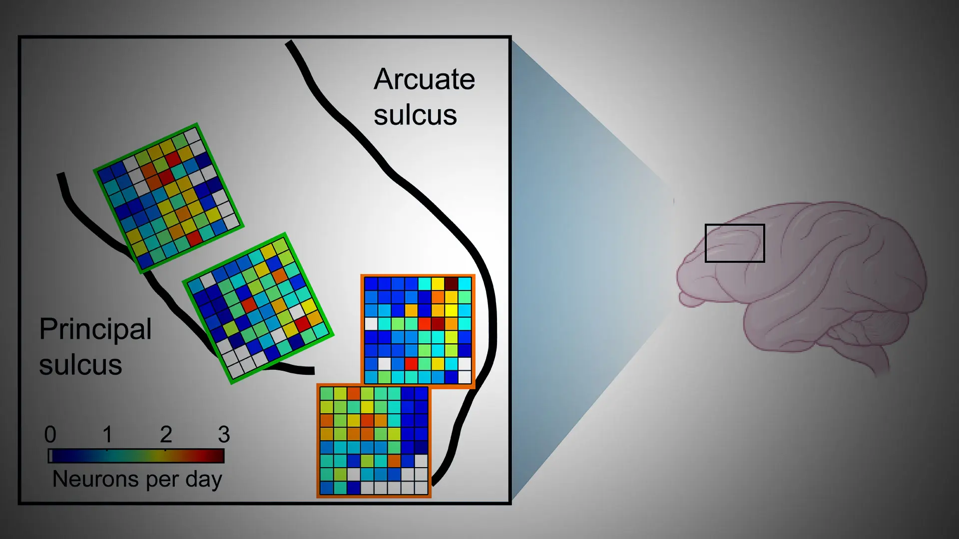 The Crucial Importance of Nonhuman Primates to Understand Human Brain Function