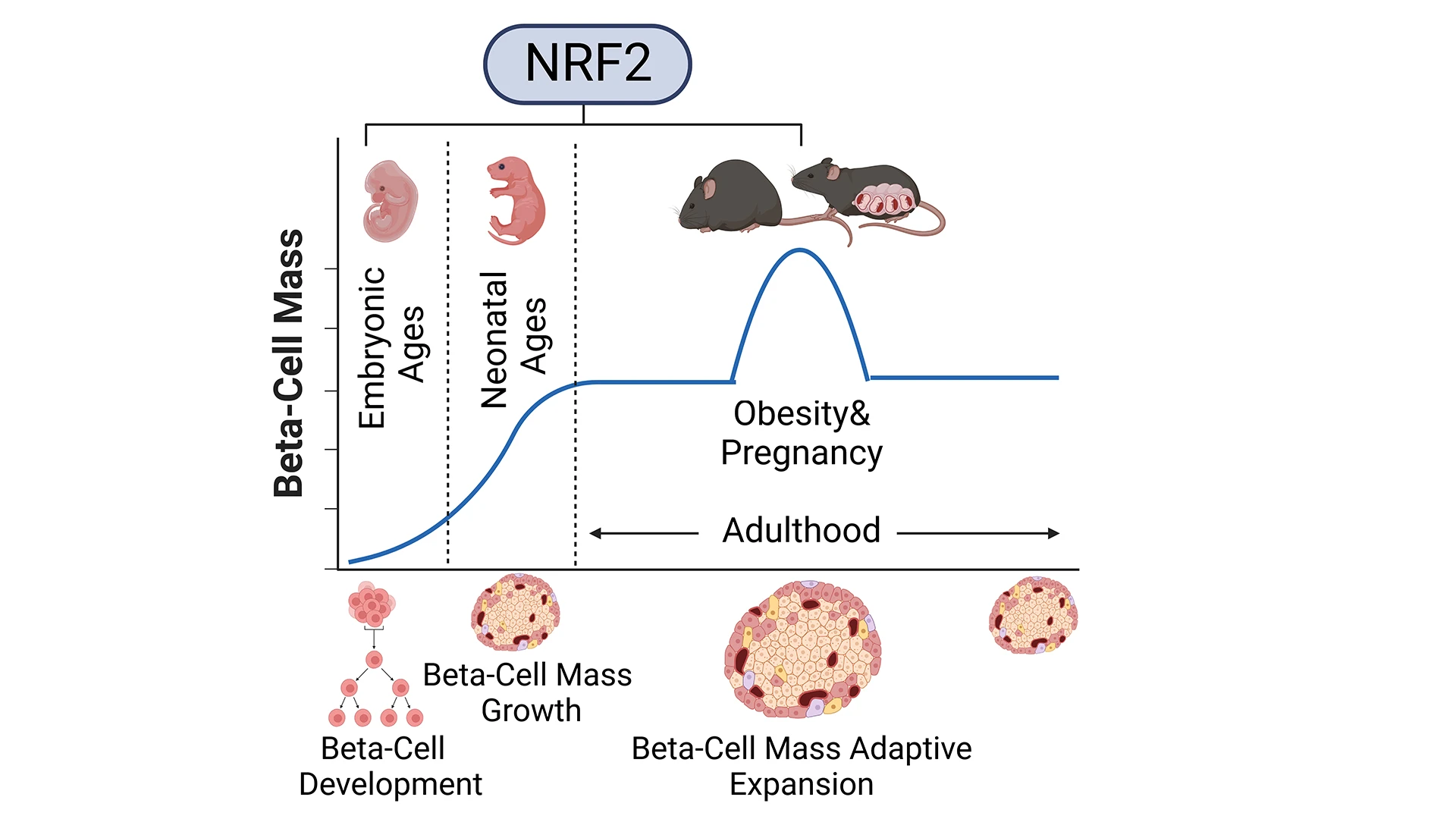 Studying the role of NRF2 in the expansion of beta cell mass during embryonic development, neonatal growth, obesity, and pregnancy.