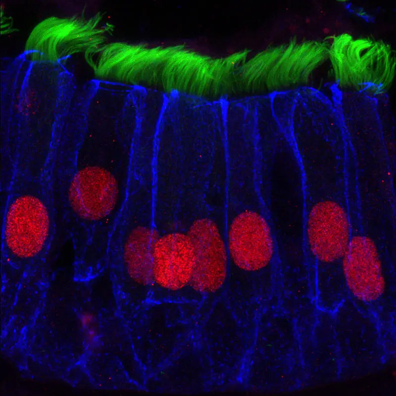 Immunofluorescent image of cells of the airway epithelium of the nasal septum. Epithelial cells are outlined in blue, ciliated cell transcription factor shown in red, and cilia shown in green. 