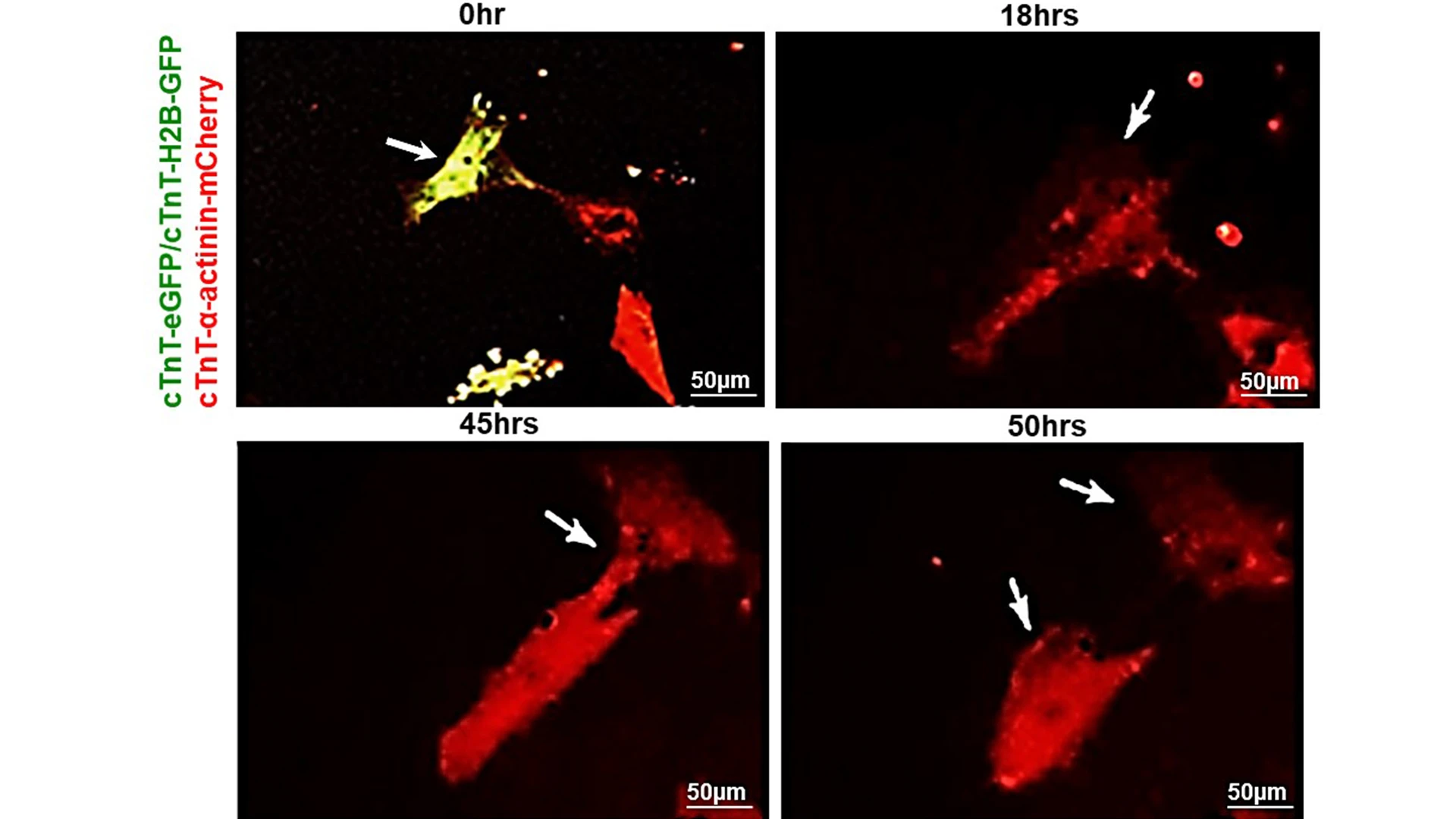 A cardiomyocyte from a 55-year-old male undergoing complete cytokinesis (cell division) in response to CCNA2, followed by a daughter cell undergoing another round of cytokinesis.