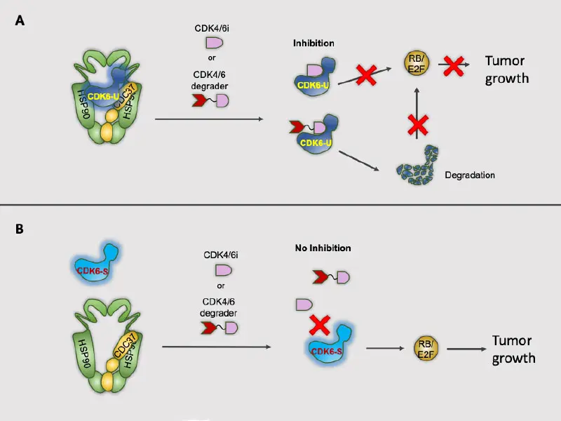 A. When CDK6 is unstable (CDK6-U), there is high-binding affinity for inhibitors and degraders, which suppress signaling and block tumor growth. B. When CDK6 is stable (CDK6-S), there is low-binding affinity, and tumors are resistant to these drugs. New inhibitors are warranted for application as cancer therapeutics.  