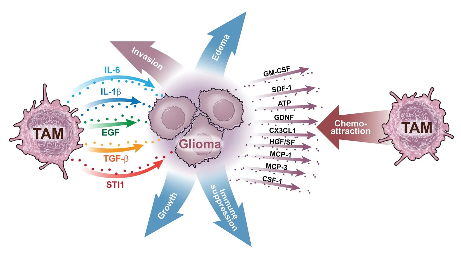 Fig. 3. Tumor-associated macrophages (TAM) and their association with glioma cells. Shown here are numerous TAM-derived factors that influence glioma cells and, conversely, numerous glioma-derived factors that influence TAM function.  