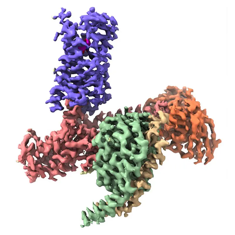 Figure 1. CryoEM Structure of the 5-HT2A Serotonin Receptor Signaling Complex Bound to the Psychedelic NBOH. Receptor, Gα, Gβ, Gγ, Fab, and NBOH are shown in purple, salmon, green, yellow, orange, and magenta, respectively. Credit: Daniel Wacker, PhD
 