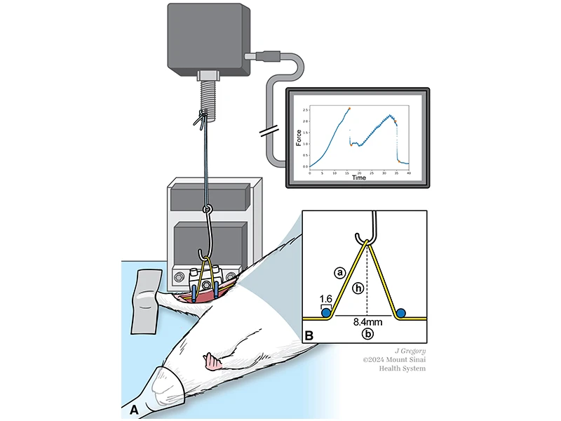 This illustration shows the experimental setup used to apply stretch to the median nerve in vivo. (A) A hook attached to a load cell stretches the median nerve of an anesthetized rat between two hold-down pins, while force-time curves are generated in real time. (B) Nerves are approximated to form an isosceles triangle during stretching, with “a” depicting one side of the triangle, “h” depicting the hook’s height, and “b” indicating the distance between both pins.
