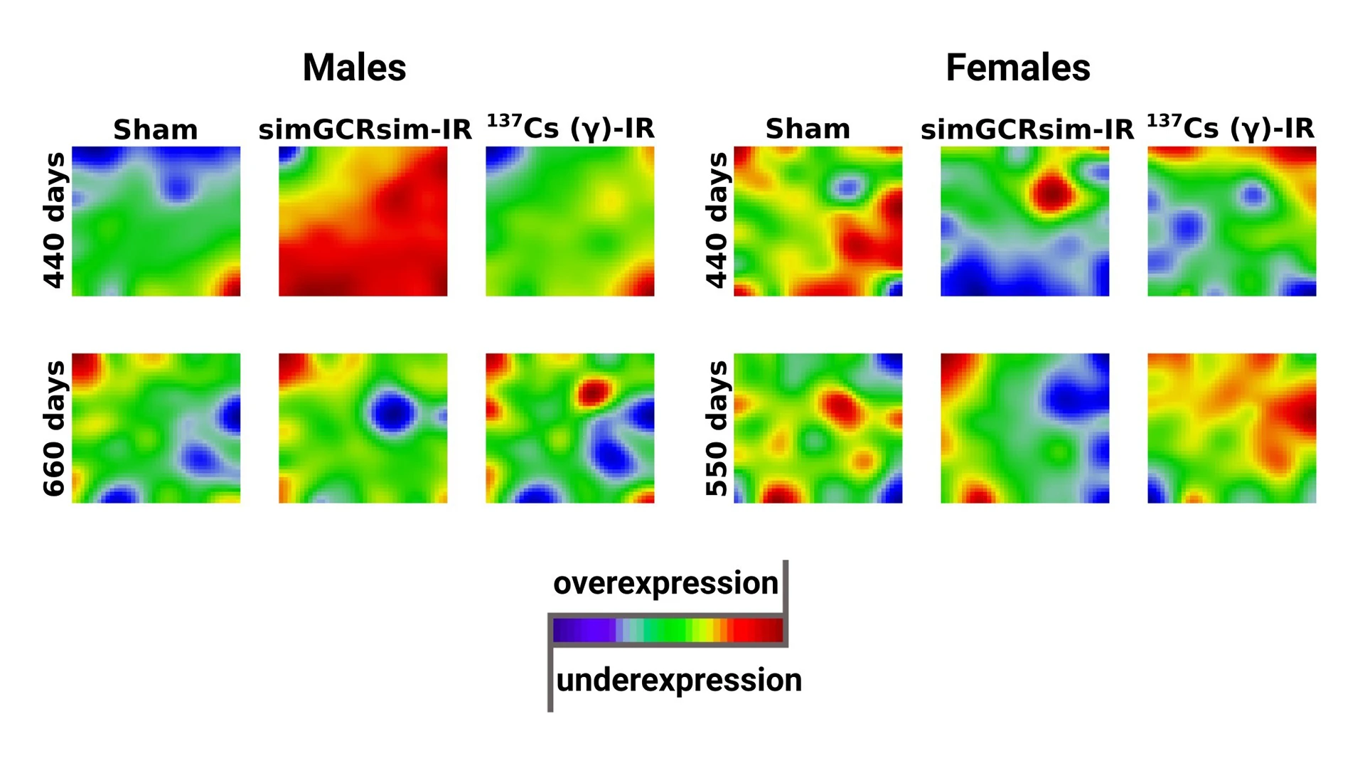 Visualization of the transcriptome landscapes studied animal groups. Inspection of portraits showed considerable differences in gene expression profiles, depending on all studied variables (sex: 5 male/ 5 female mice per group; time point: 440 days/550 days/660 days post-irradiation; irradiation: Sham/simGCRsim/γ), which was especially noticeable between males and females exposed to simGCRsim radiation at 440 days post-irradiation.