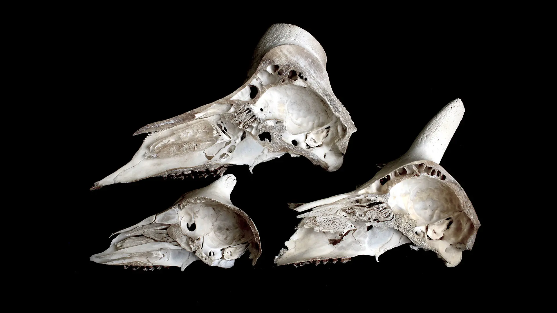 An ontogenetic series of bisected male, female, and juvenile bighorn sheep (Ovis canadensis) skulls, exposing the braincase. Credit: Nicole Ackermans, PhD, from the labs of Patrick Hof, PhD, and Joy Reidenberg, PhD 



