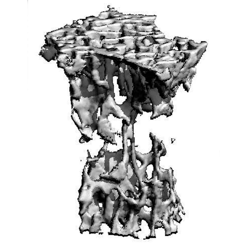Three-dimensional reconstruction of trabecular bone using a high-resolution micro-computed tomography system managed by Dr. Holguin.